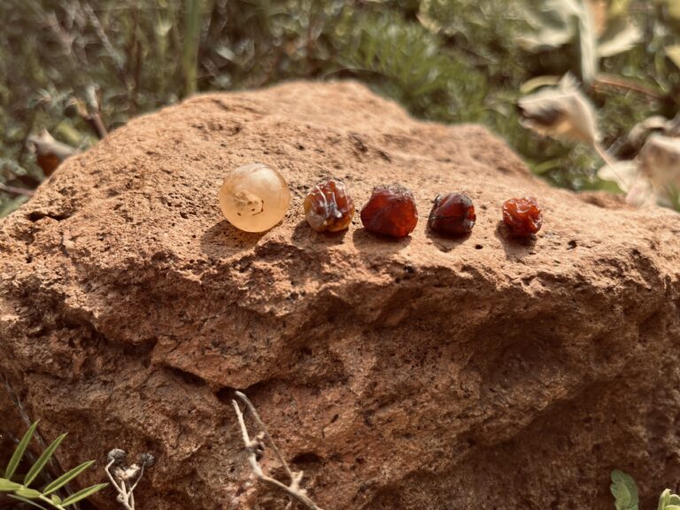 Tokaji borvidék ékköve a Tokaji Aszú